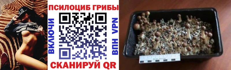 omg сайт  Томари  Псилоцибиновые грибы Psilocybe  купить наркотик 